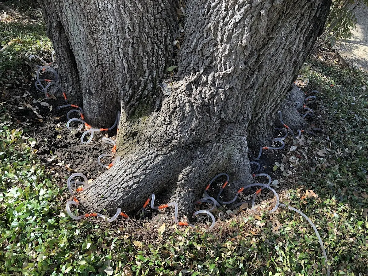 Detailed Tree Cabling and Bracing job site in Brownsville